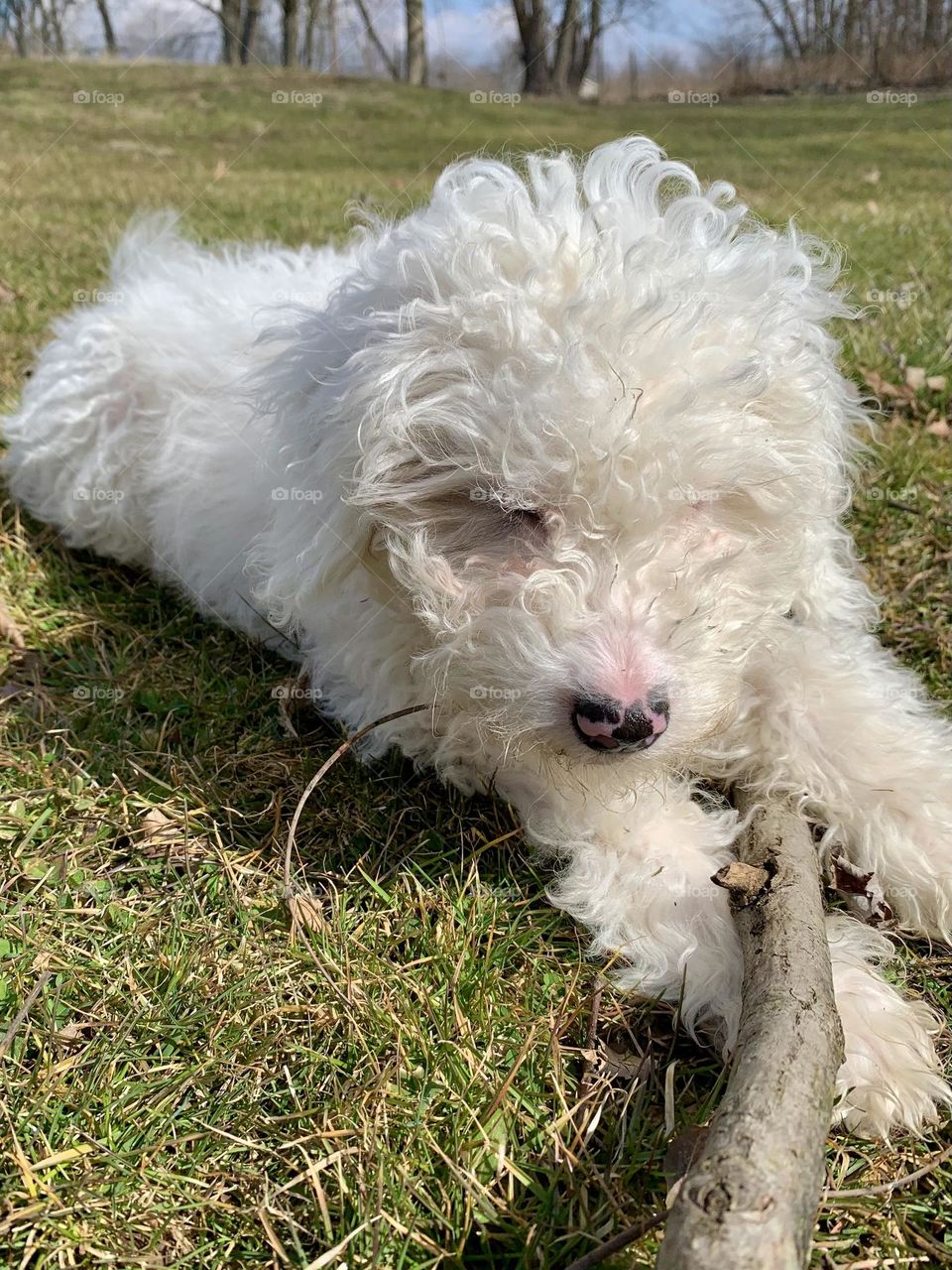 Mini Aussie Doodle with a Stick