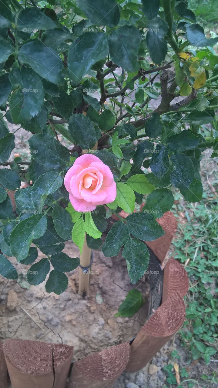 Rose tree