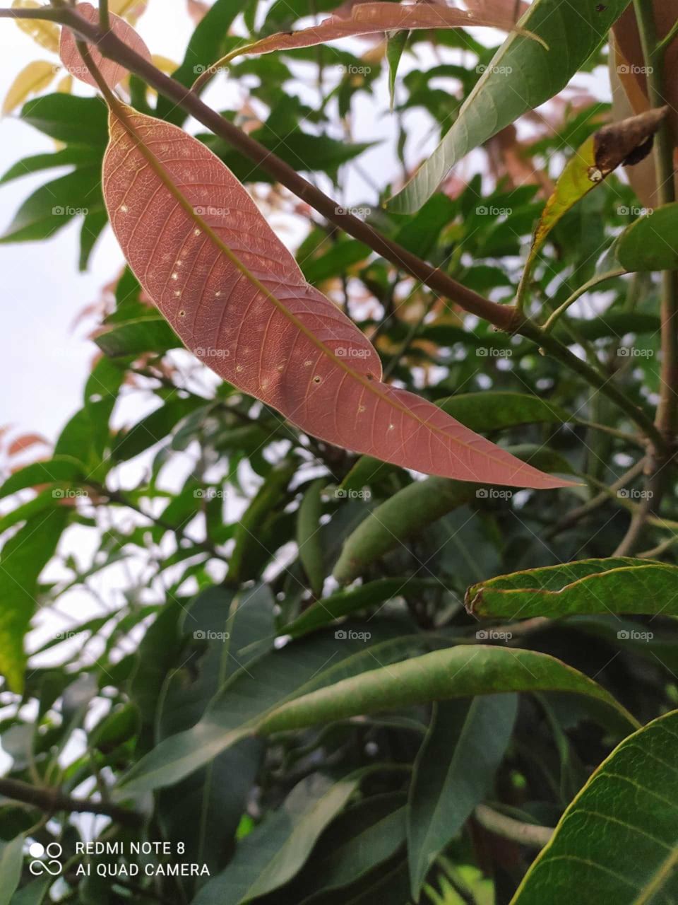 Pink Leaf