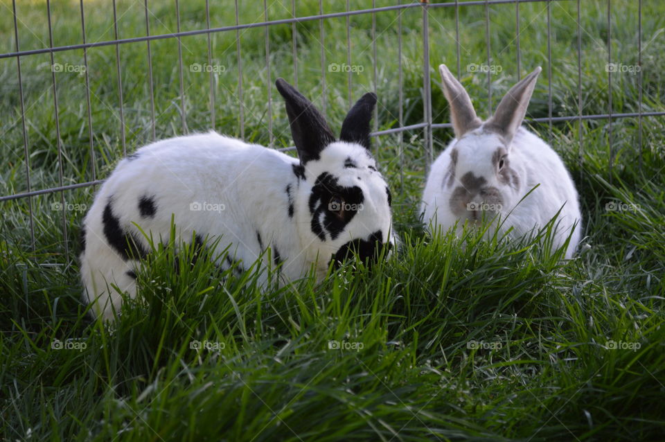 Animals having a hay day