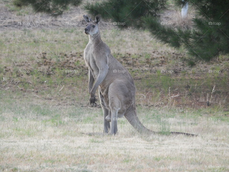 Kangaroo Australia Wildlife