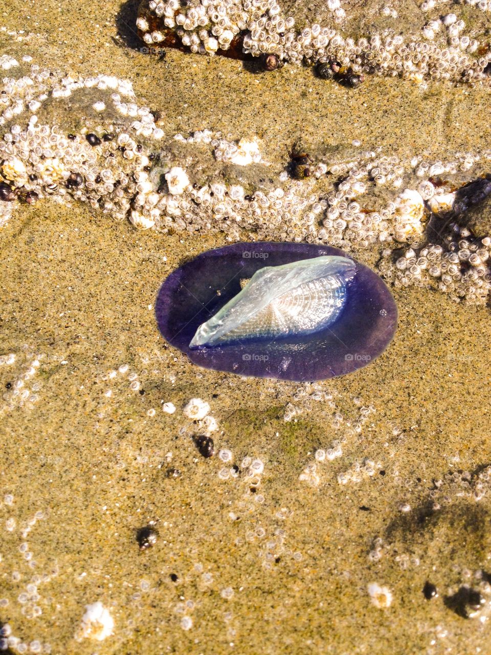 Washed up. Ocean pic