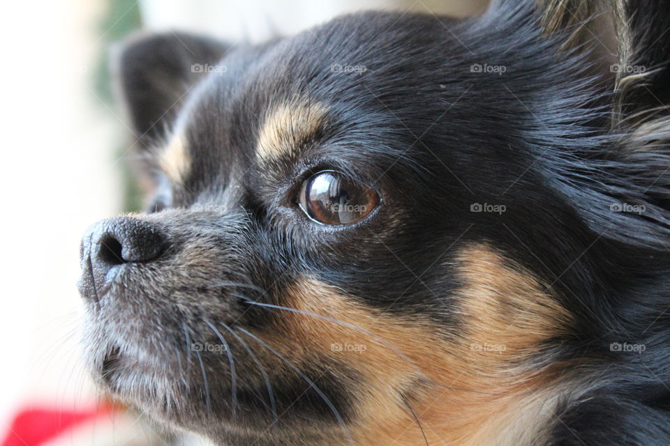 Chihuahua close up