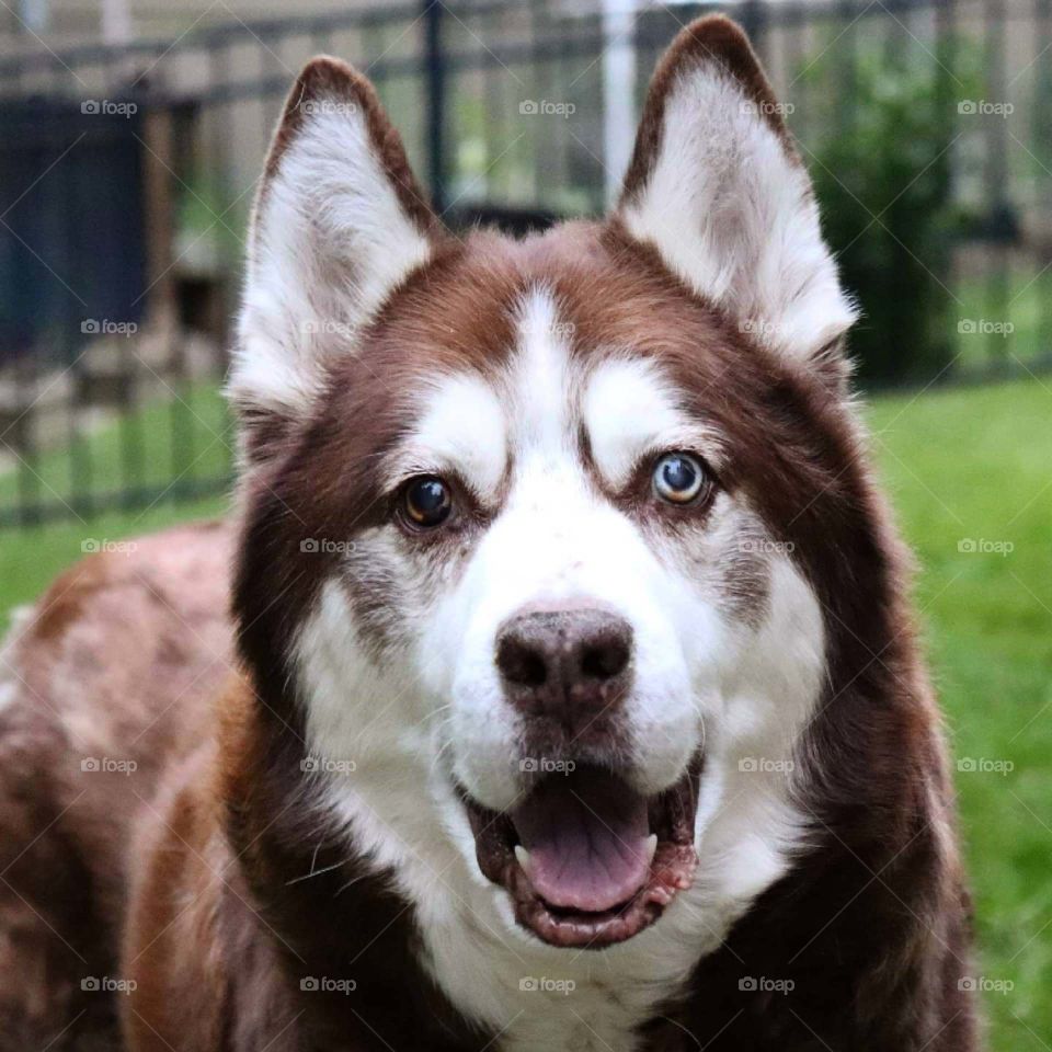 handsome husky