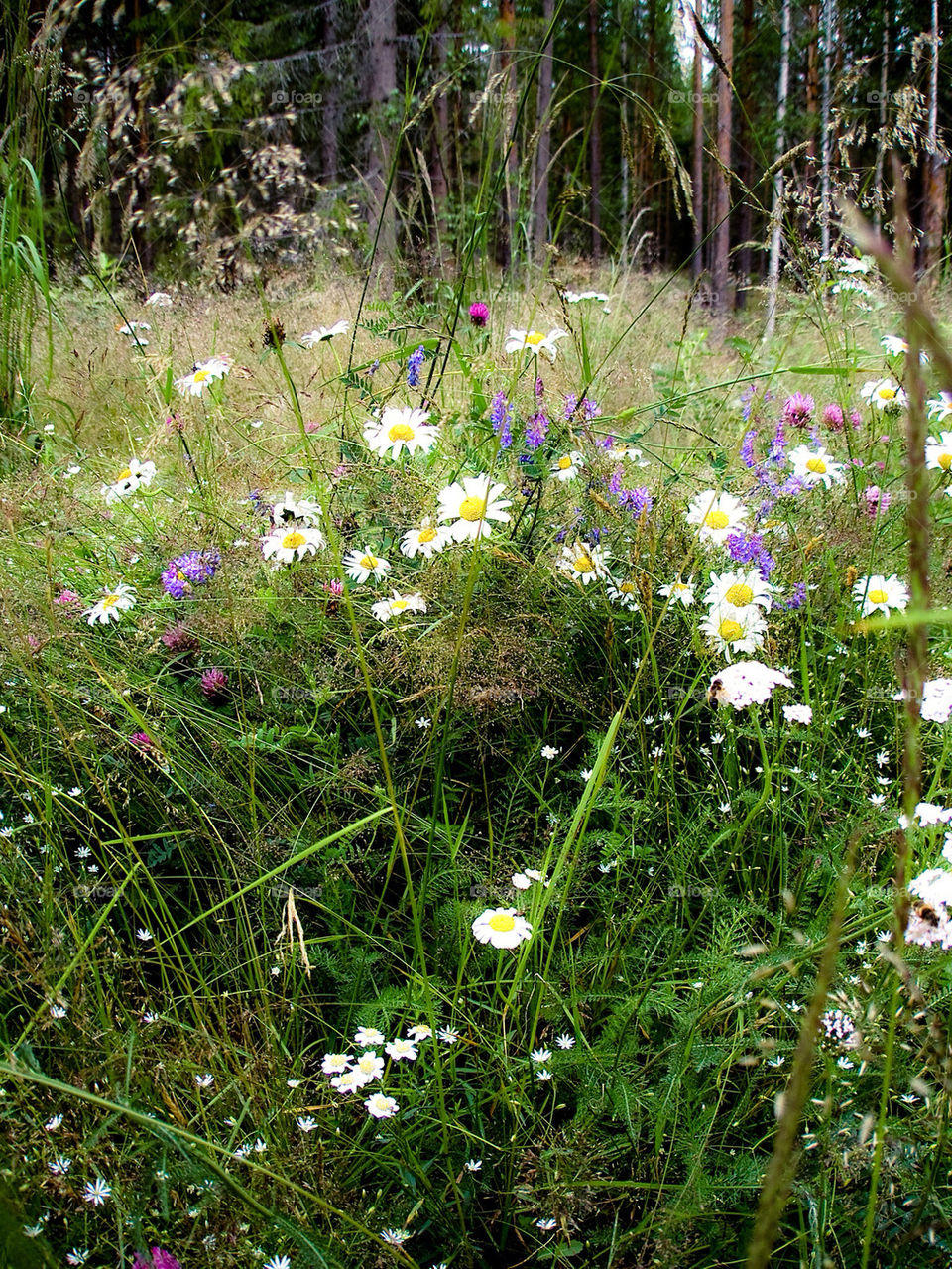 sweden flowers grass summer by mirre