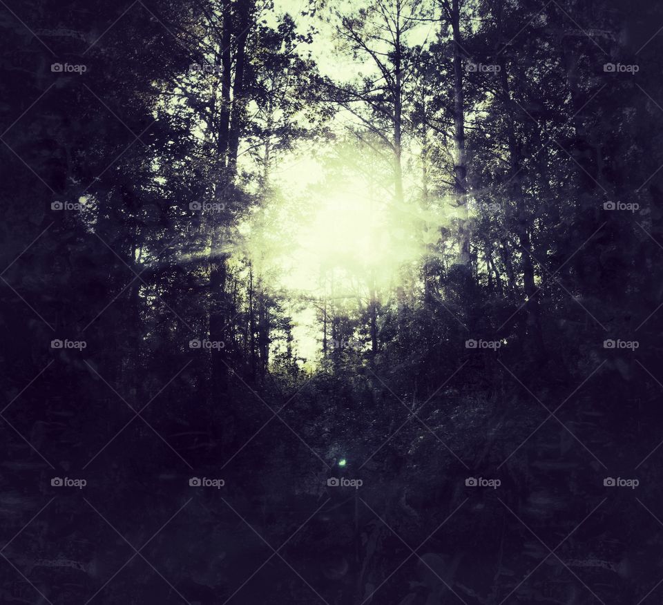 Light through trees

iPhone 7plus, simple edits, no Photoshop 