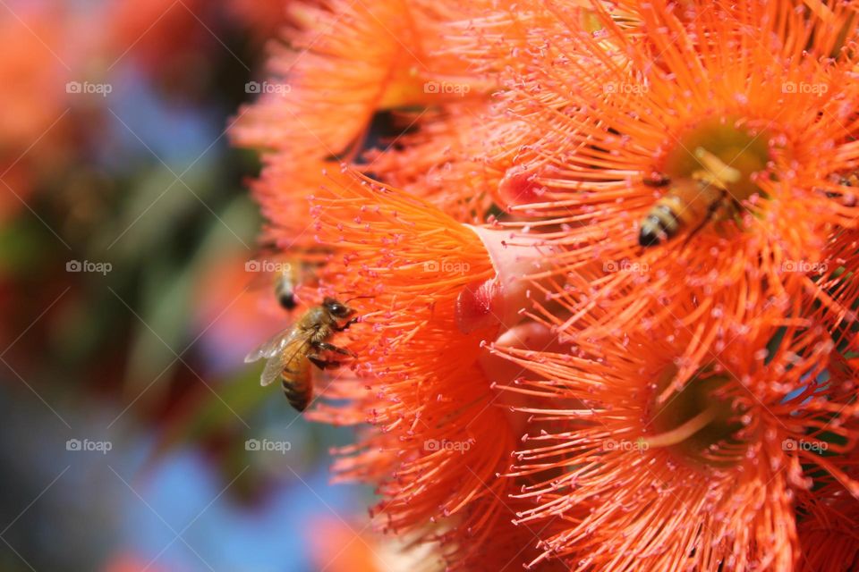 Bee on orange flower