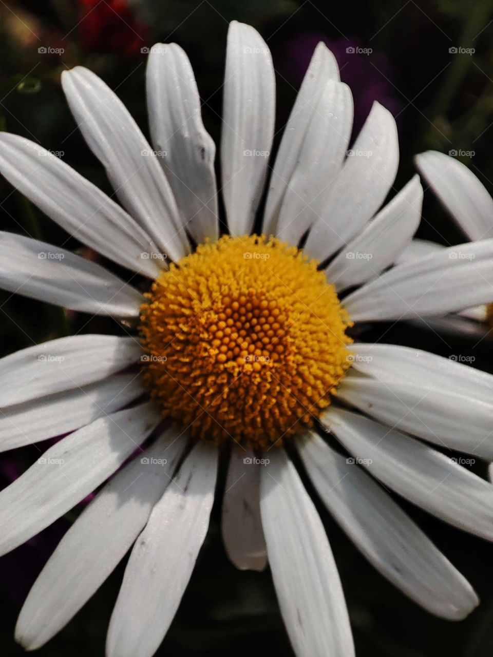 Macro photo of a summer plants