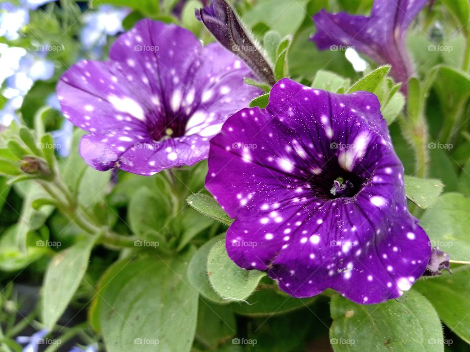 White spotted purple