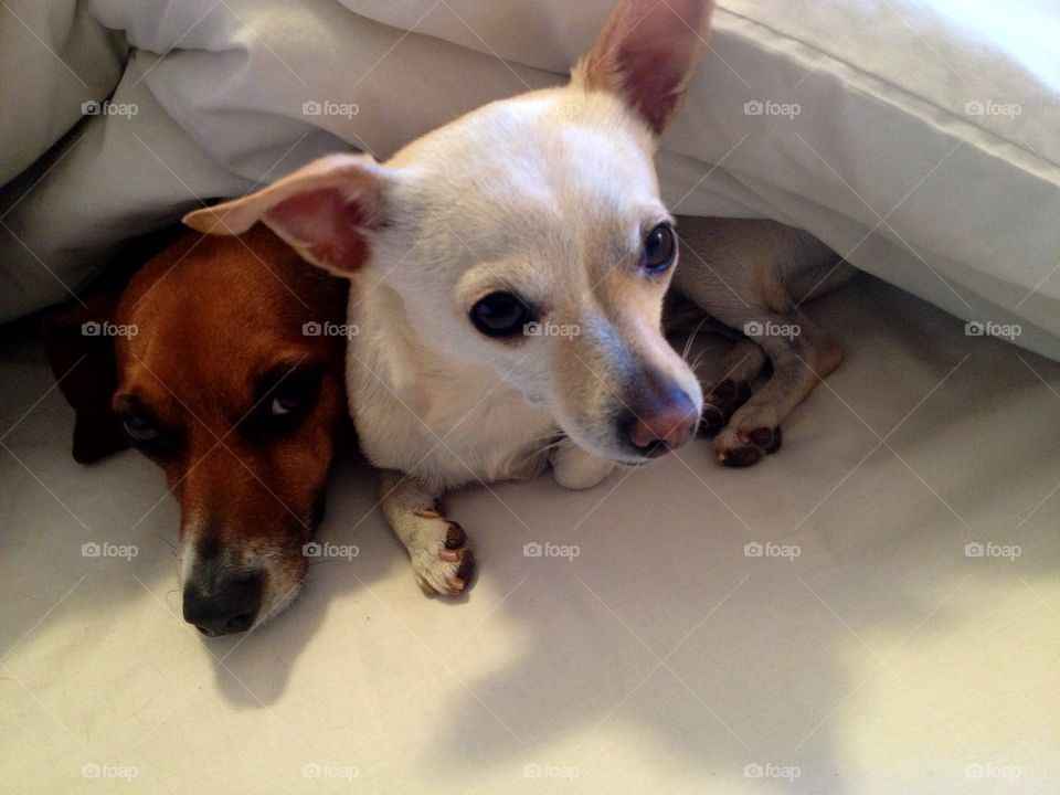 Two dogs resting in the house