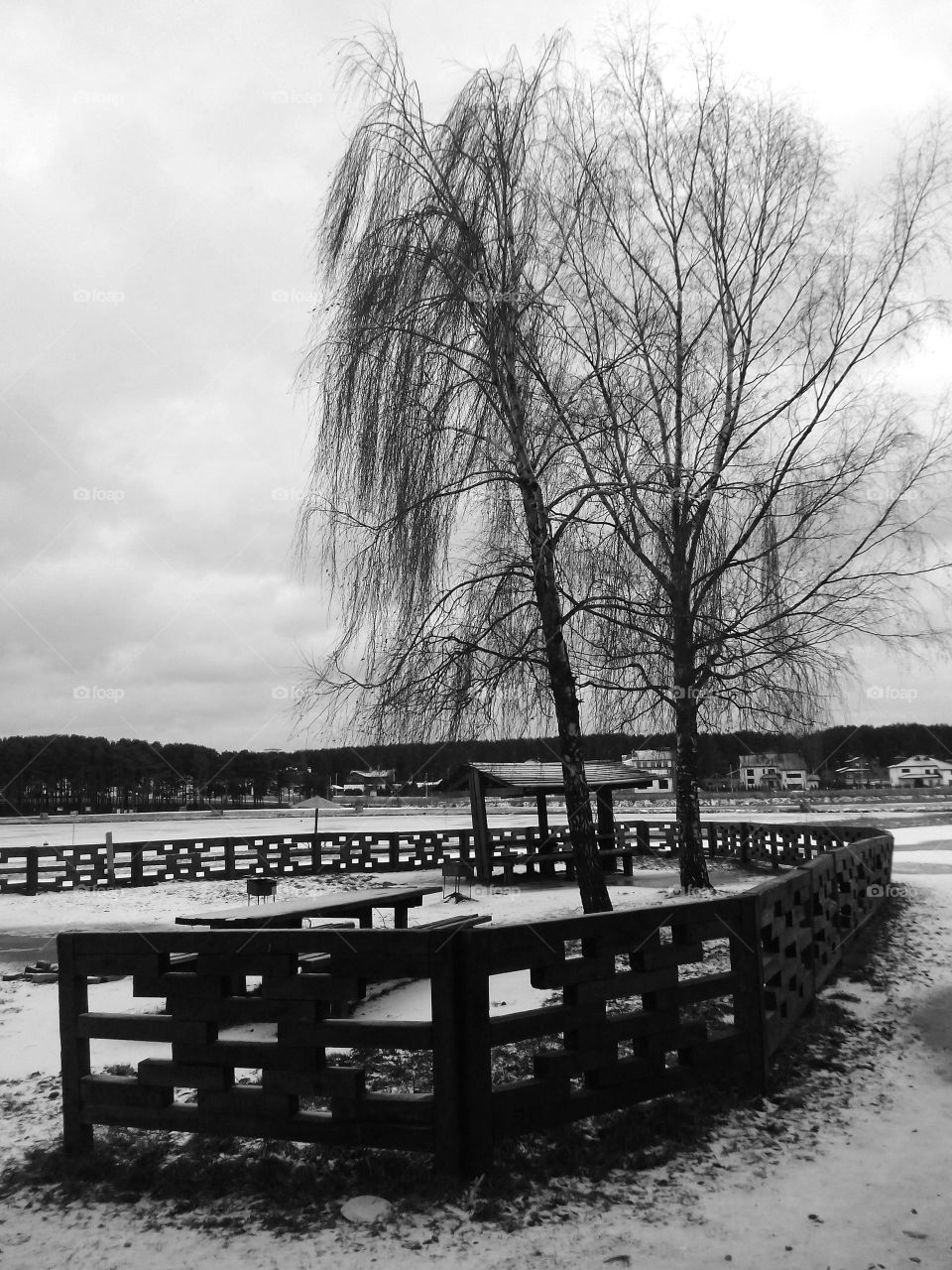 No Person, Monochrome, Tree, Winter, Water