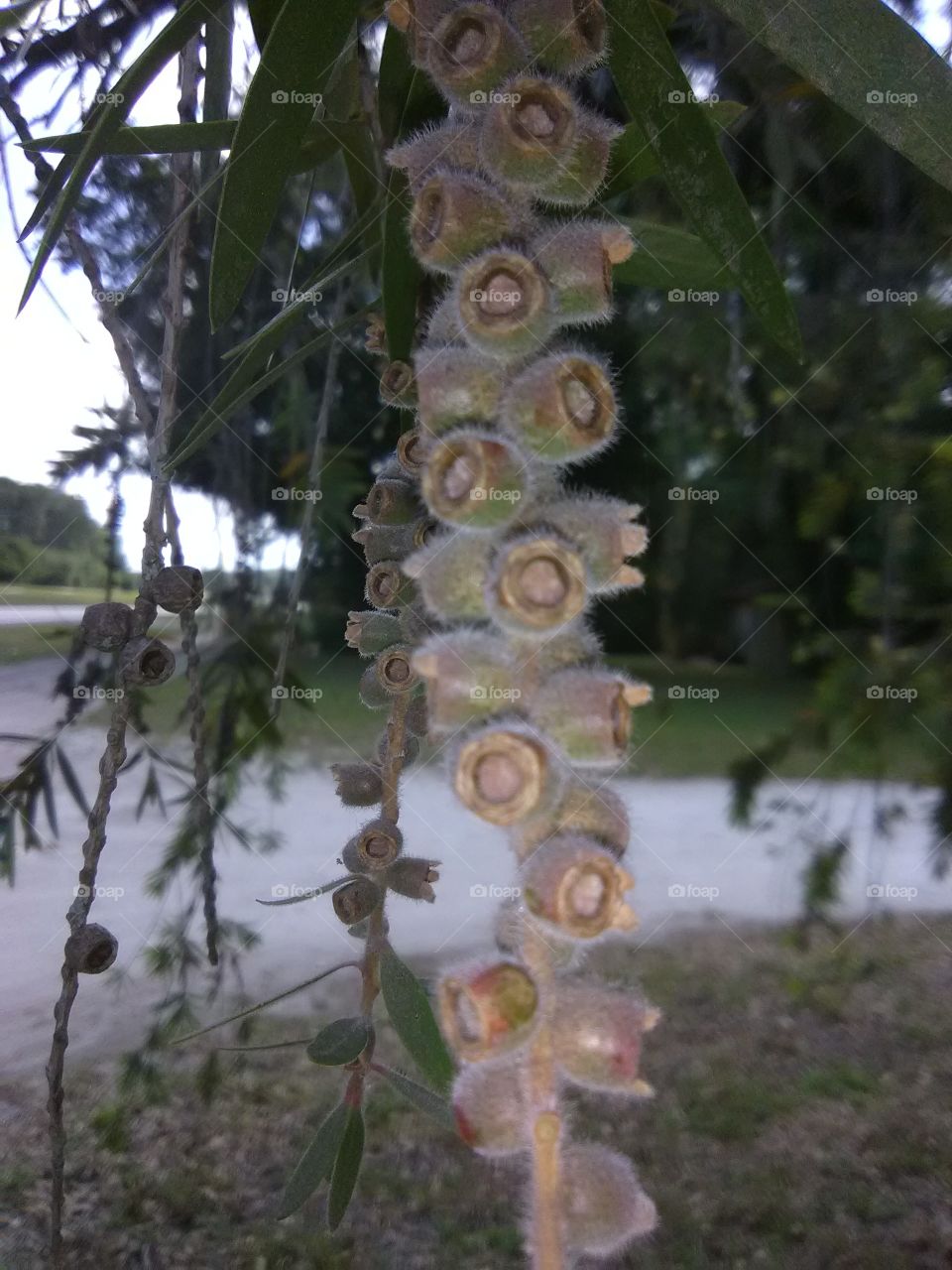 Tree, Nature, Flora, Leaf, Branch