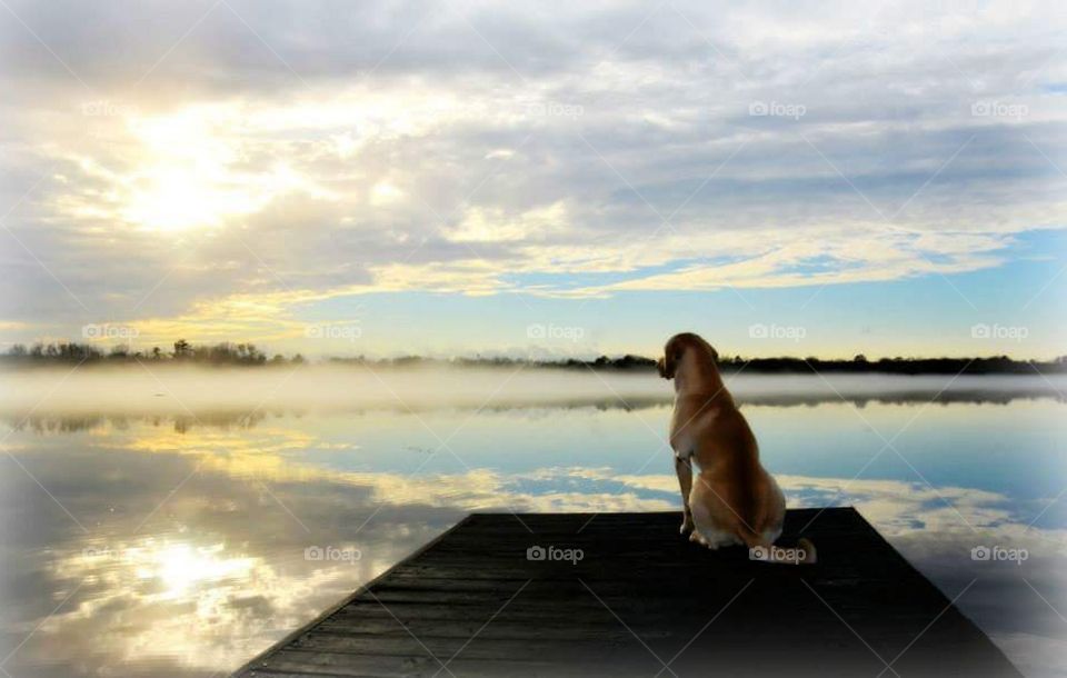 Labrador retriever