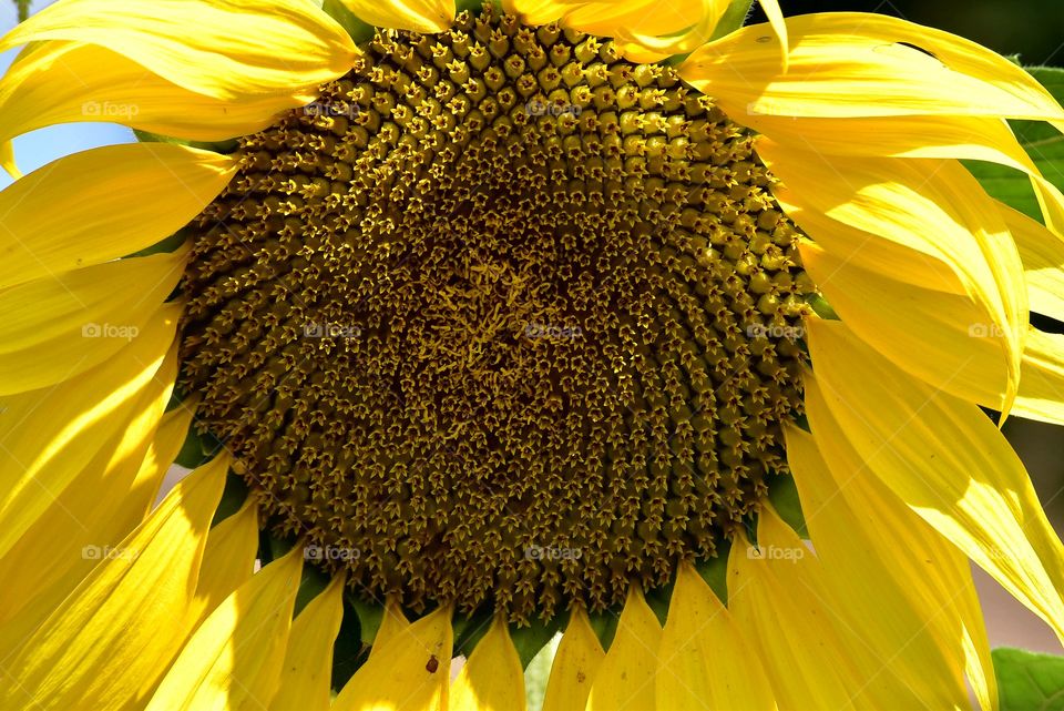 Sunflower close up