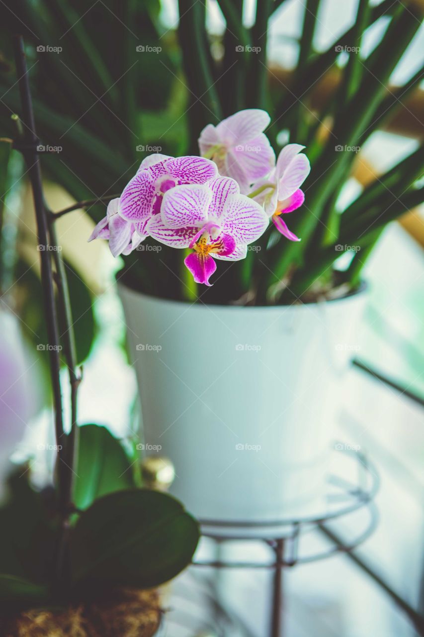 Close-up of flowers