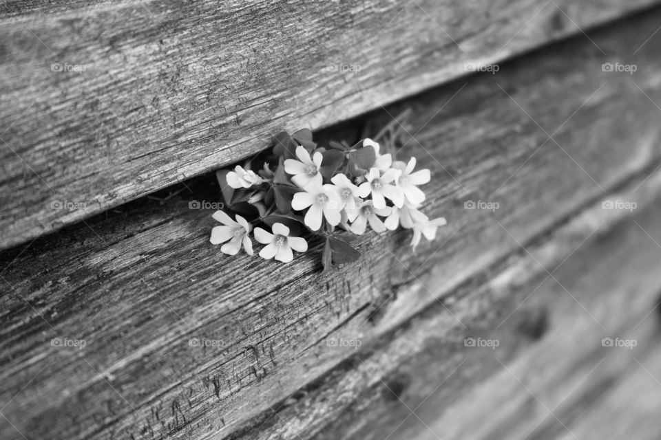 Flowers in black and white colors 