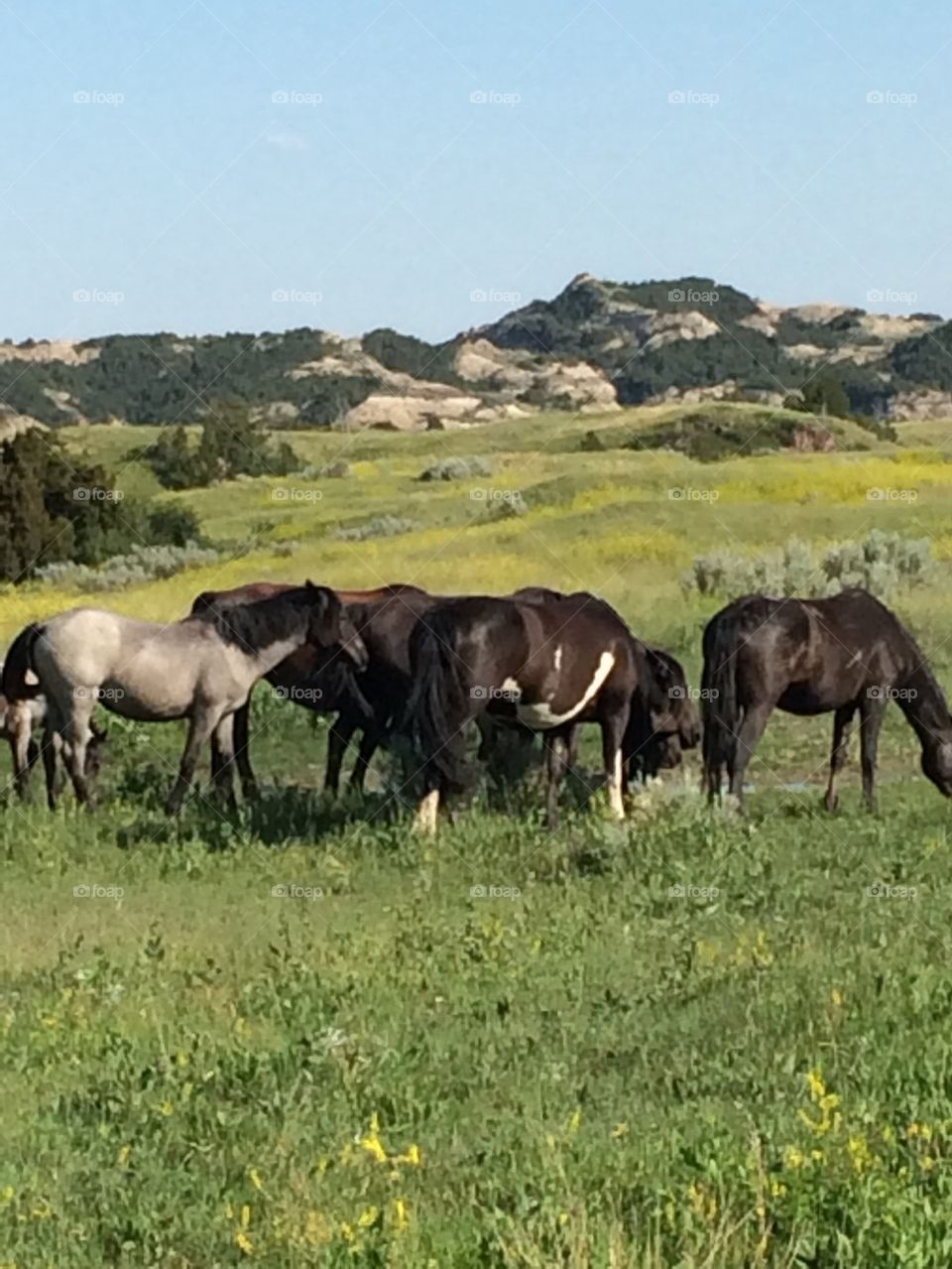 Theodore Roosevelt National Park's Wild Horses