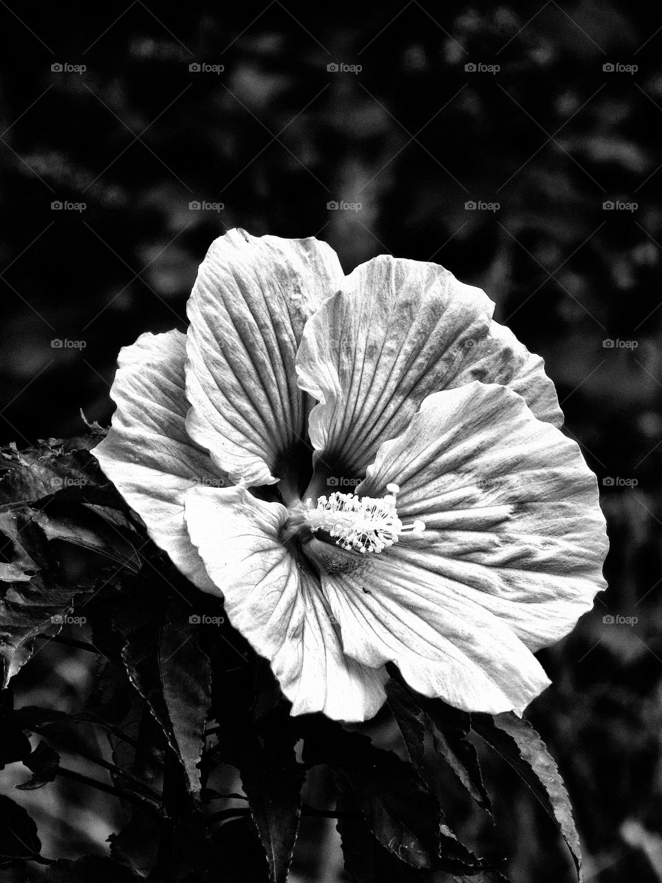 BW flower 