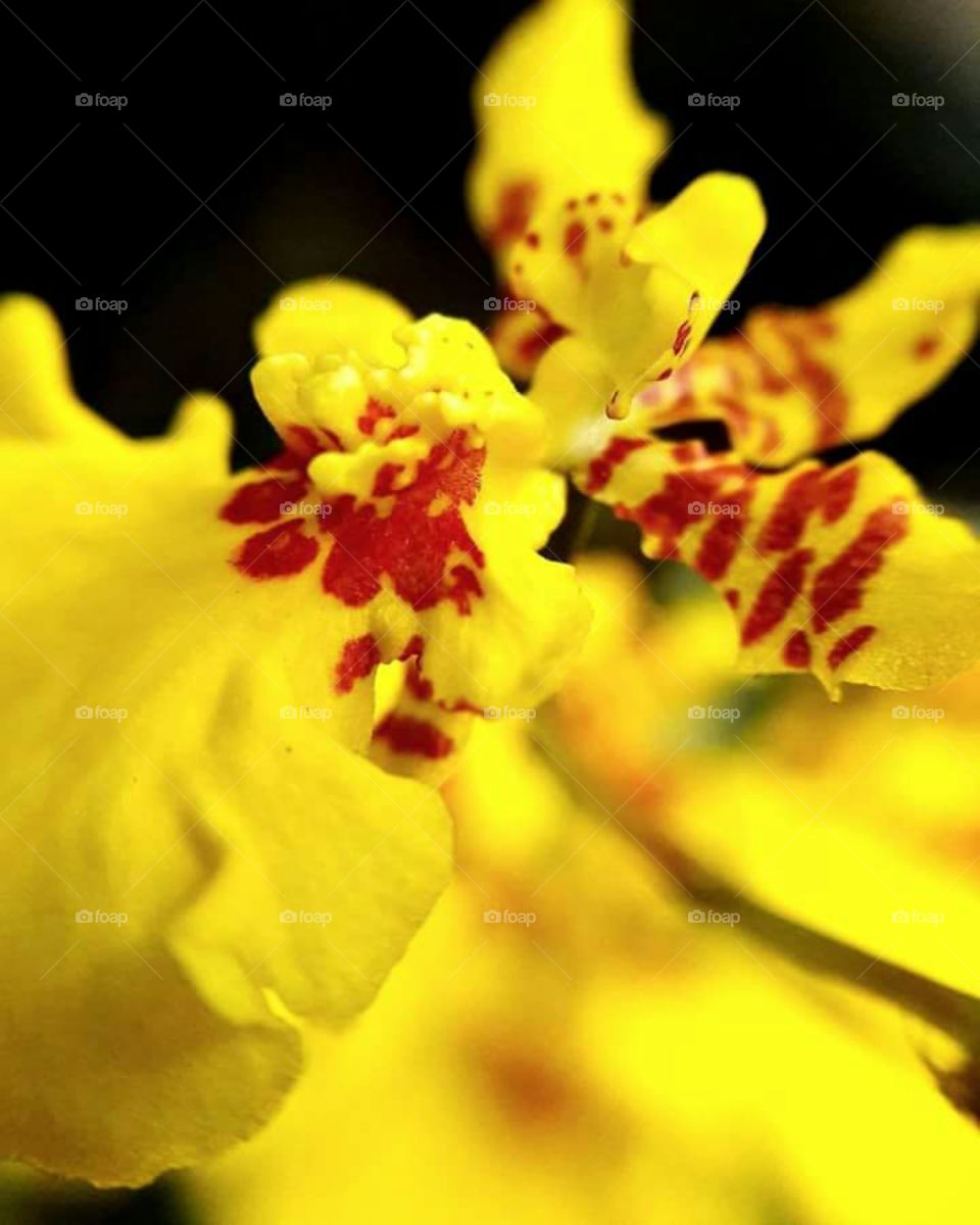 Yellow orchid represents happines.