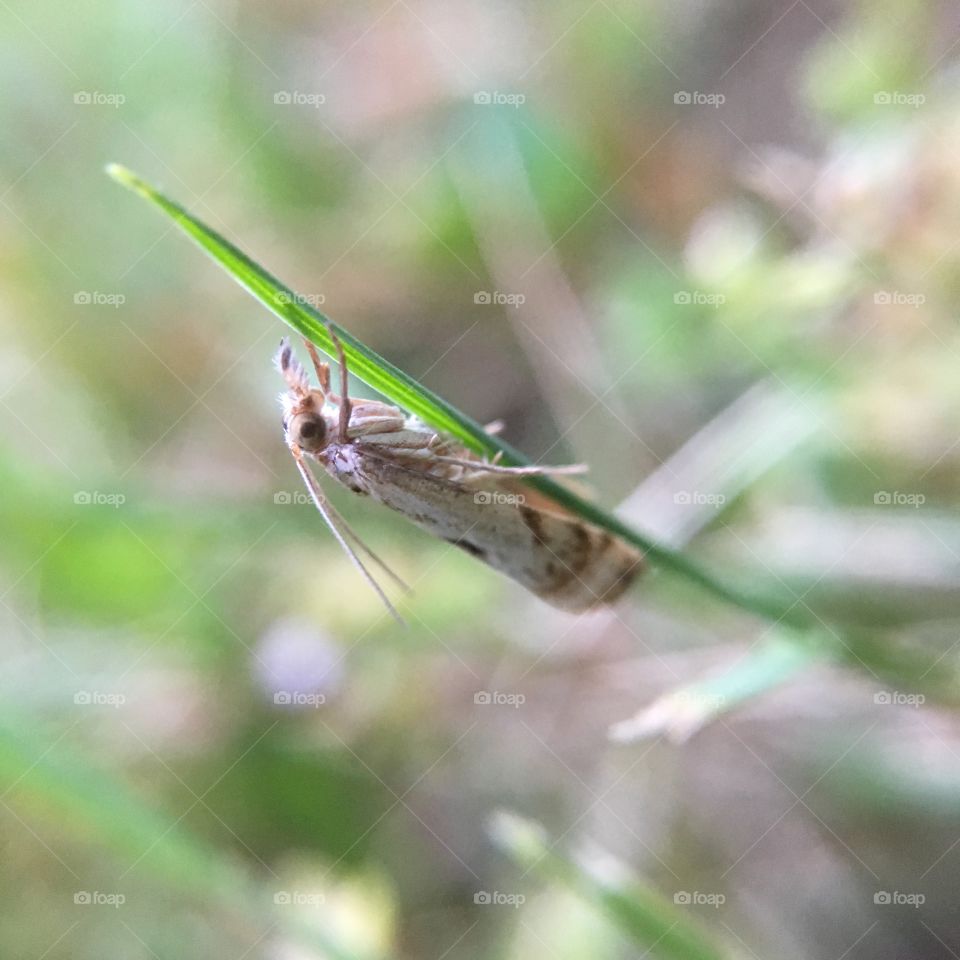 Butterfly hanging from grass stalk