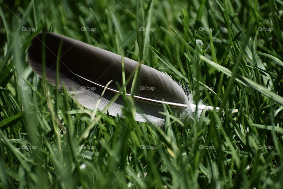 Bird feather in the grass