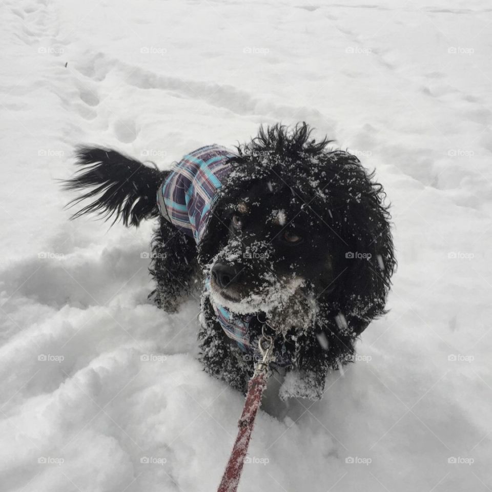 Small Dog in Snow