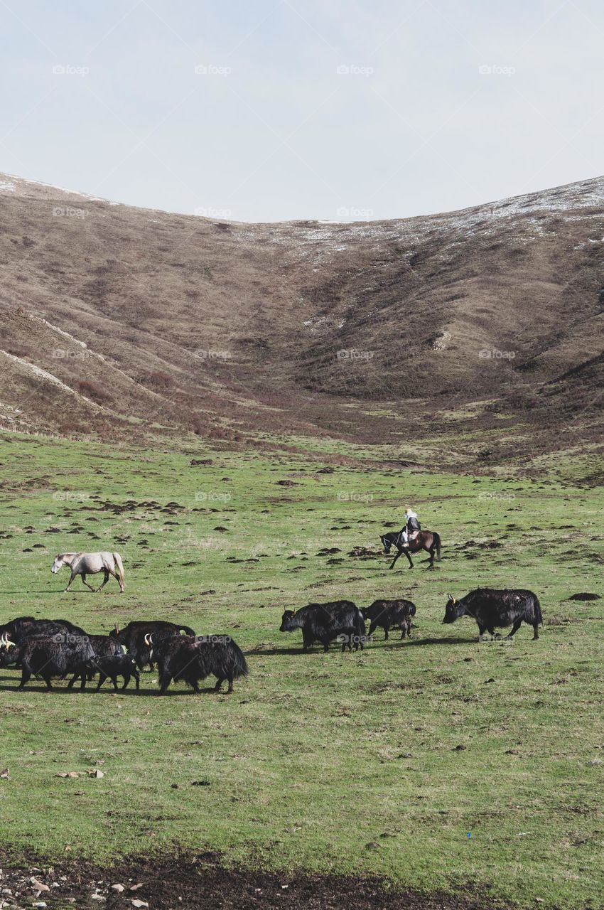 Sheperd on a horse with flock of yaks