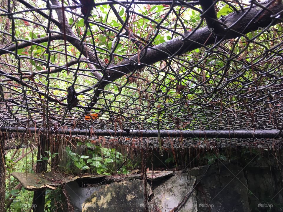 Abandoned Jungleland Zoo