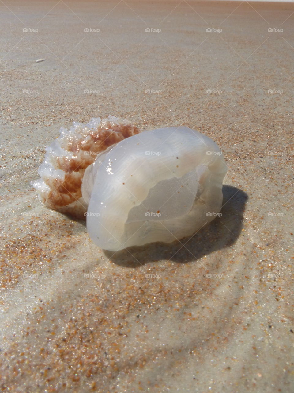 Dead jellyfish on sand