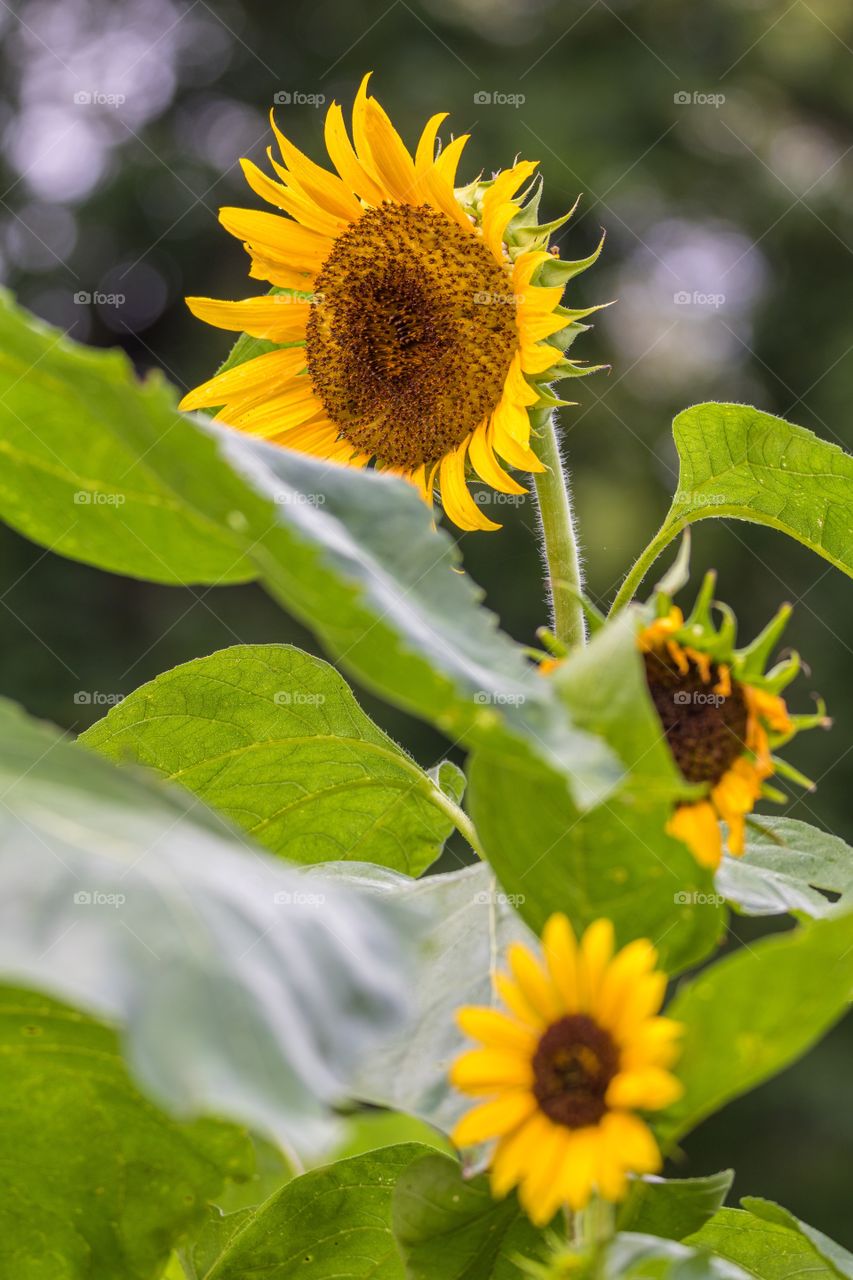 Vertical photo of 3 sunflowers with one in focus