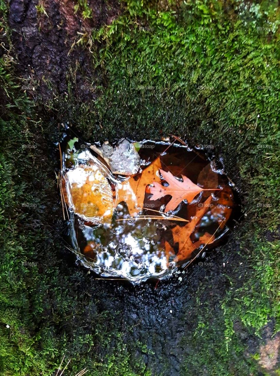 puddle in a tree