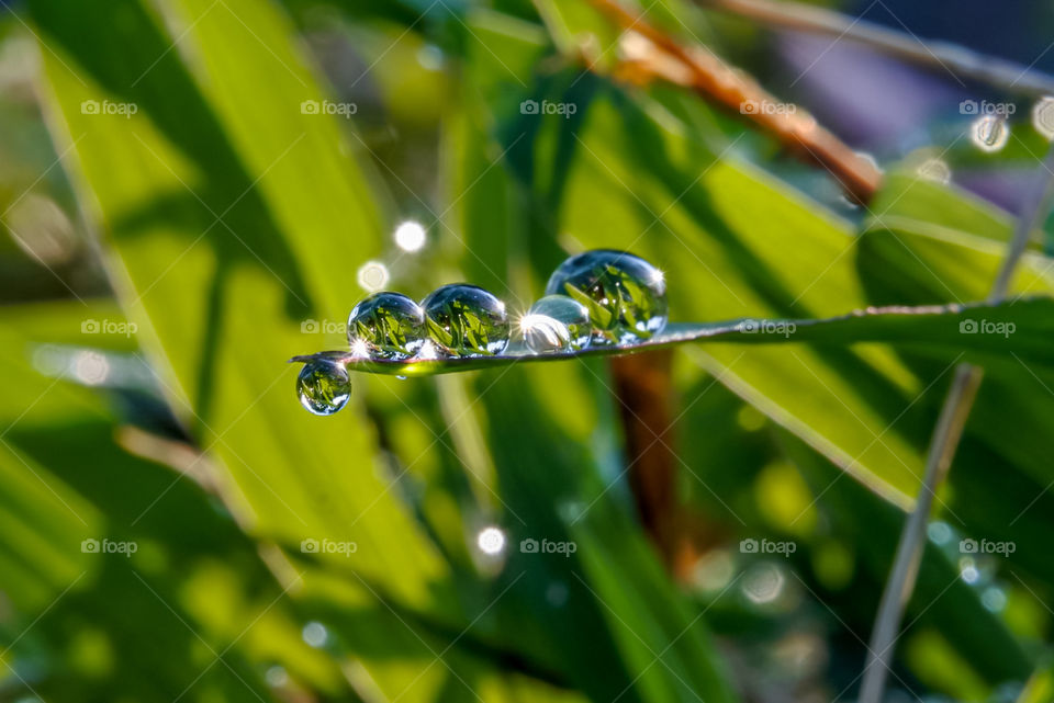 Morning dew