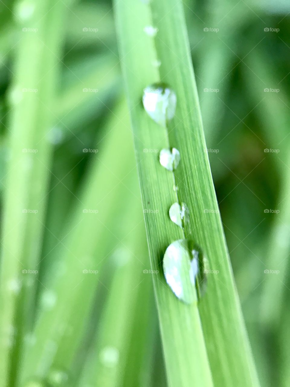 4 Raindrops on a Leaf ...
Mother Nature is always so perfect. These raindrops are perfectly spaced apart and in sequence as they perch themselves on this leaf after the rain .
In perfect sequence of Big-small-big-small... It's a beautiful thing 