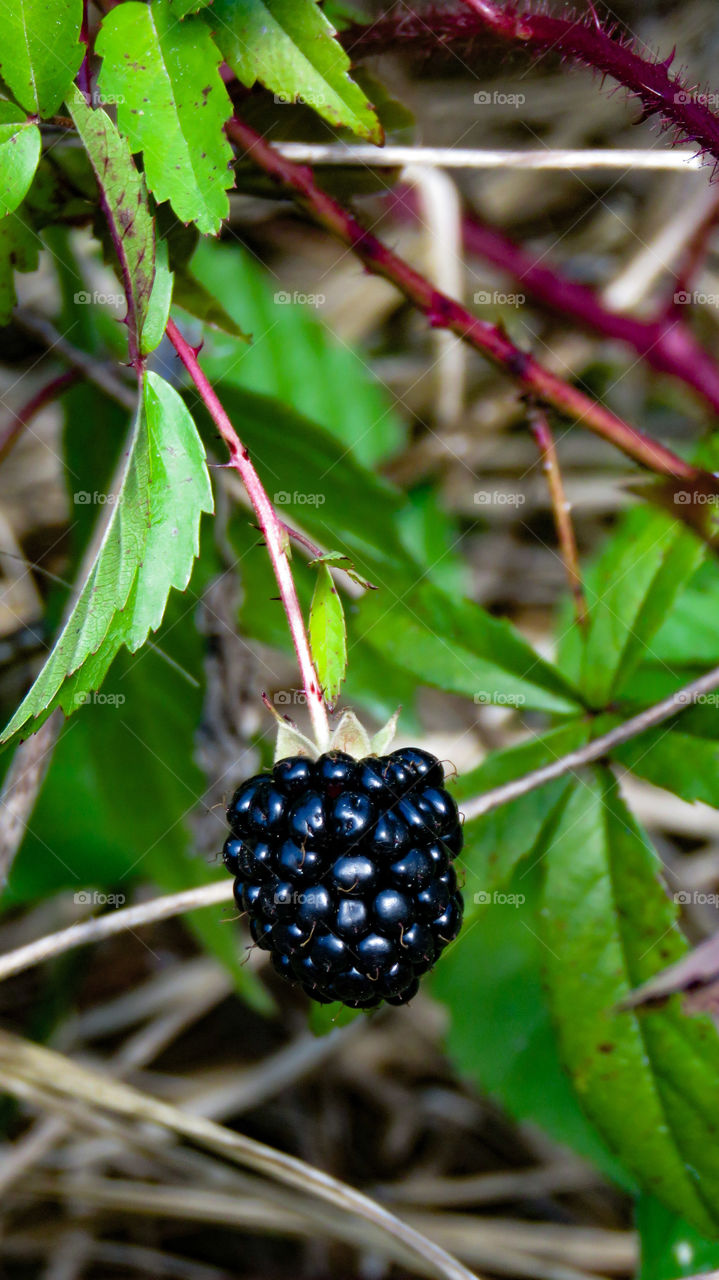 Blackberry
