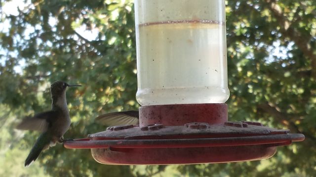 hummingbirds