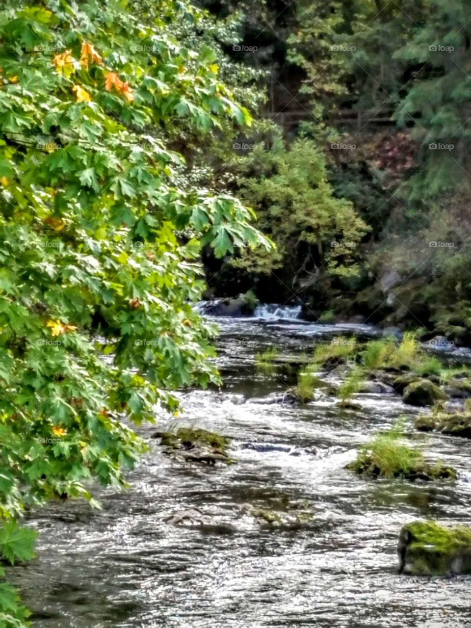 View of river in forest