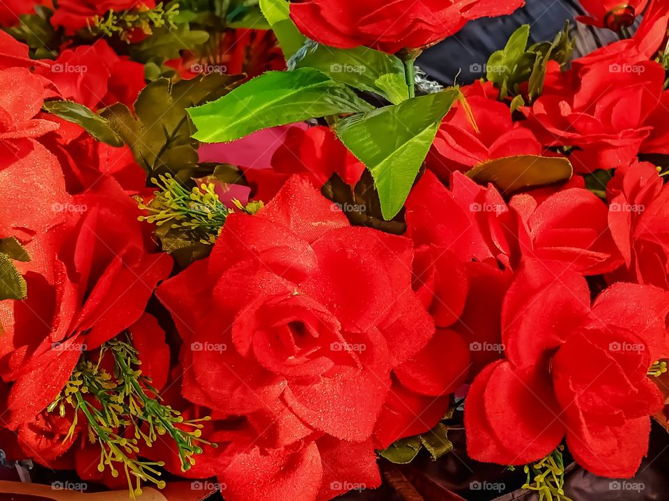 Beautiful flower rose awesome image india