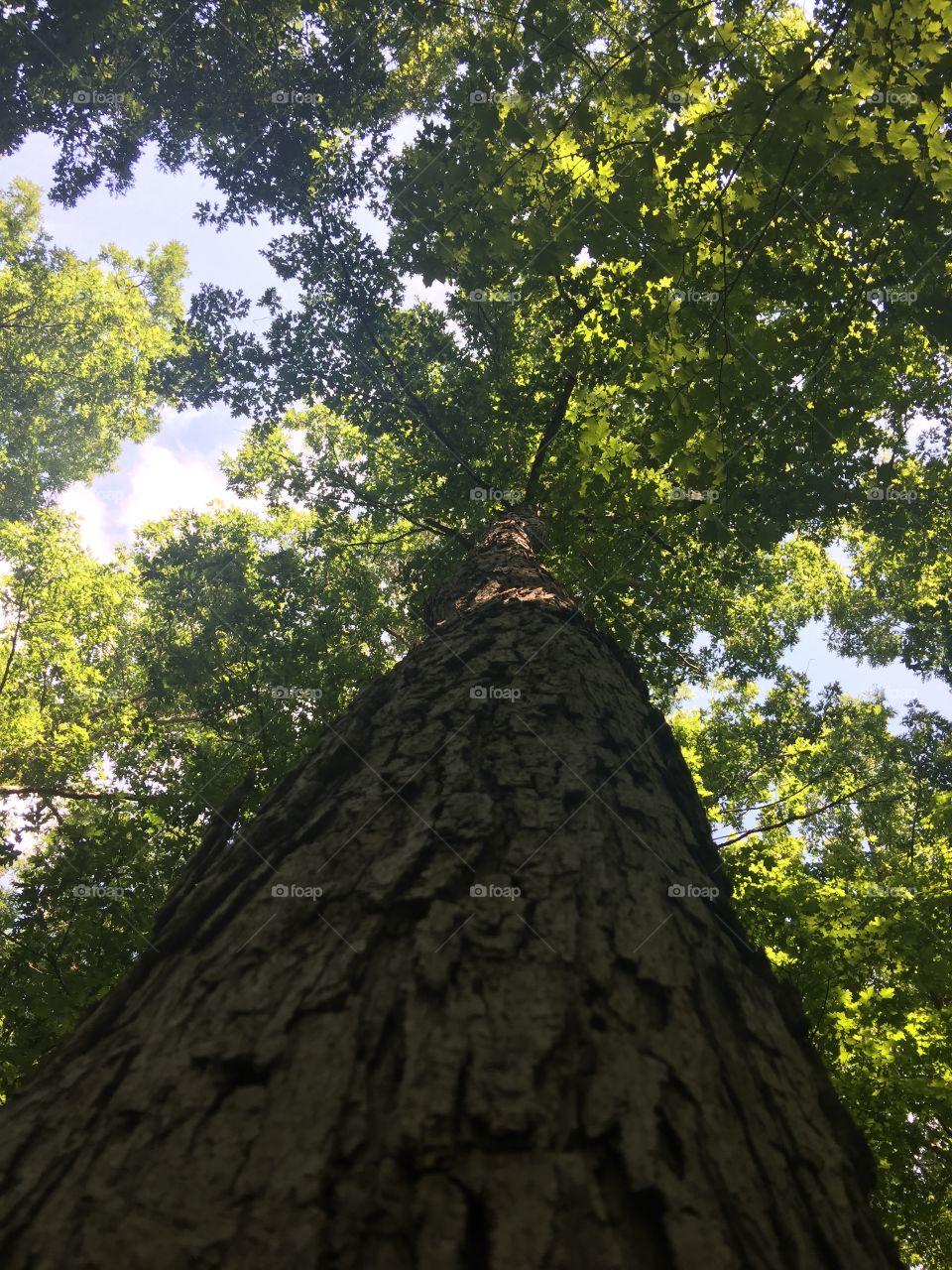Huge tree looking up