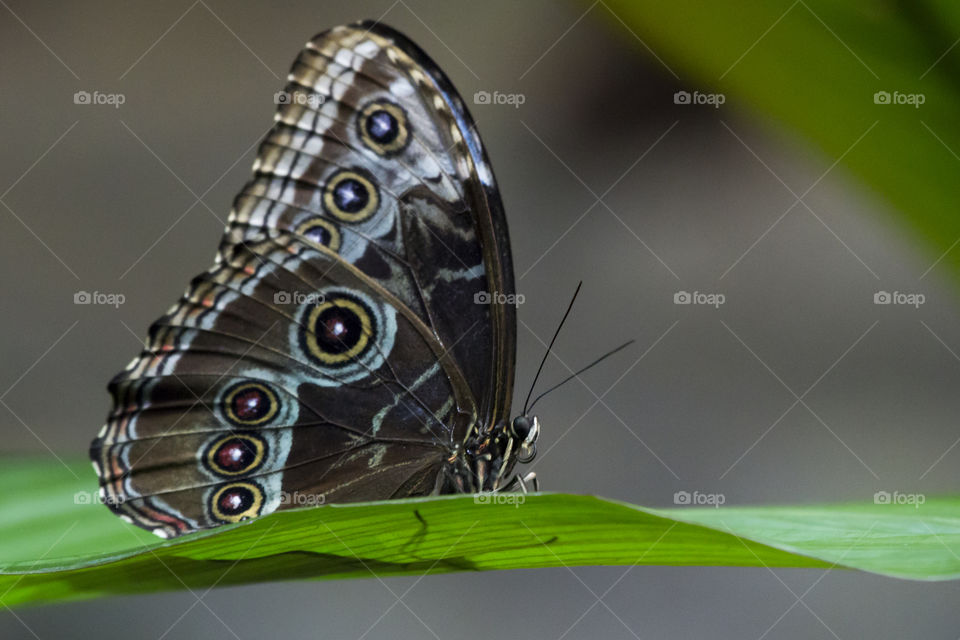 Brown colorful butterfly on green leaf, from the side 