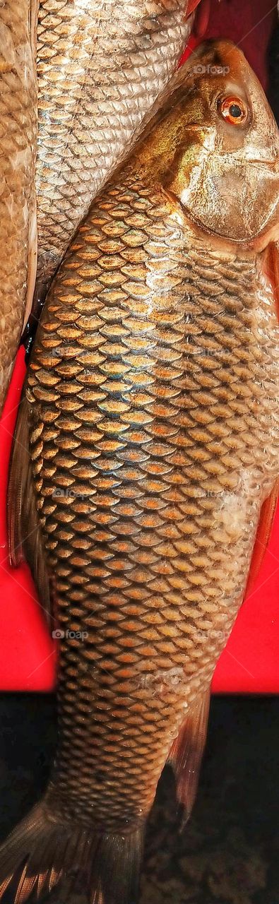 The rohu, rui, ruhi or roho labeo is a species of fish of the carp family, found in rivers in South Asia.