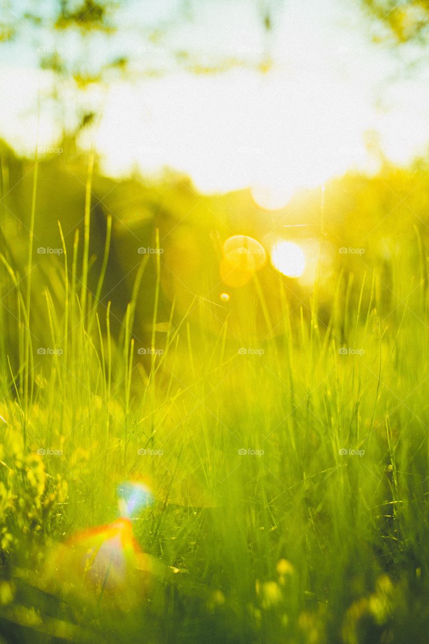 Grass, Hayfield, Nature, Sun, Field