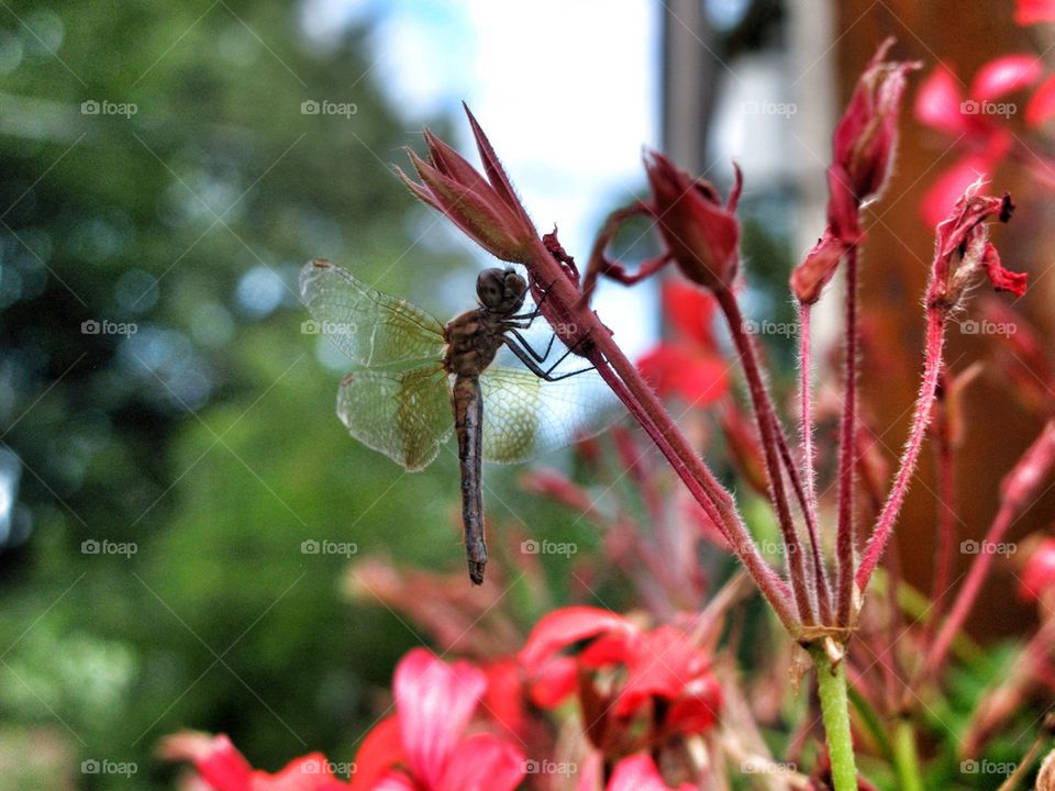 Another dragonfly