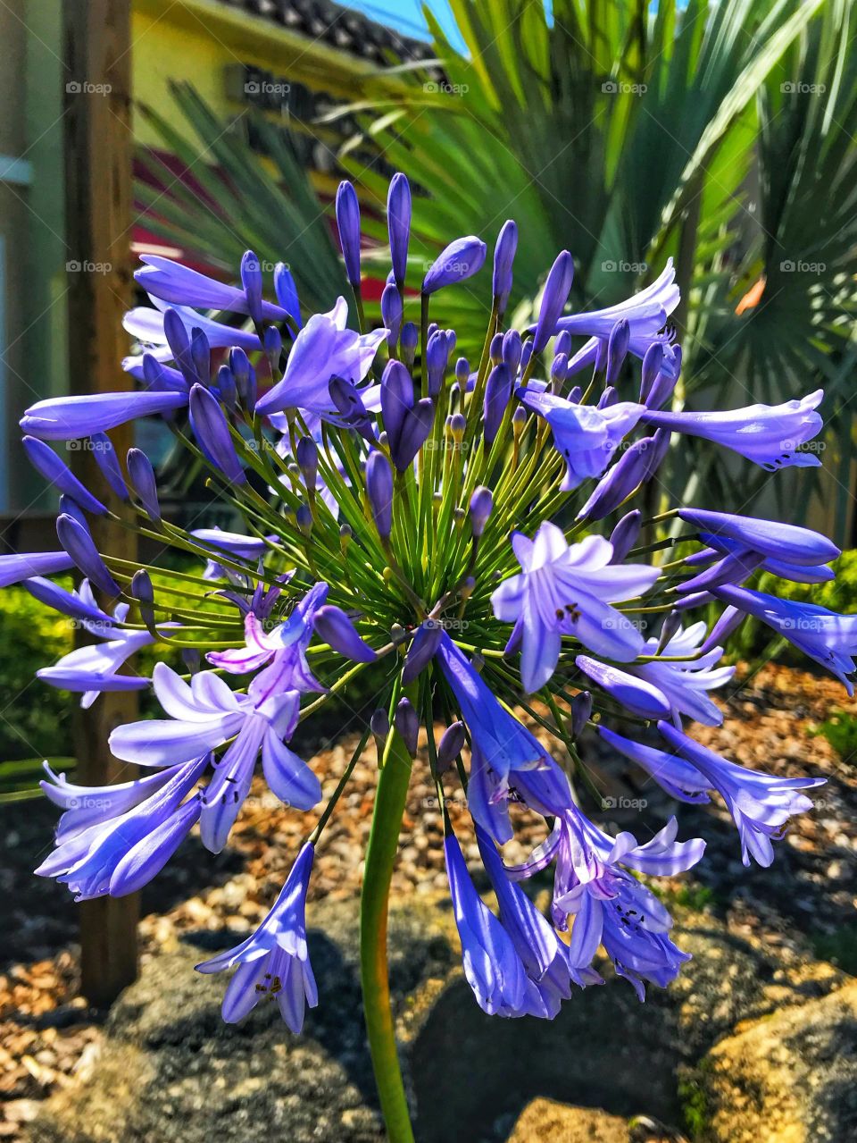 Purple Bloom