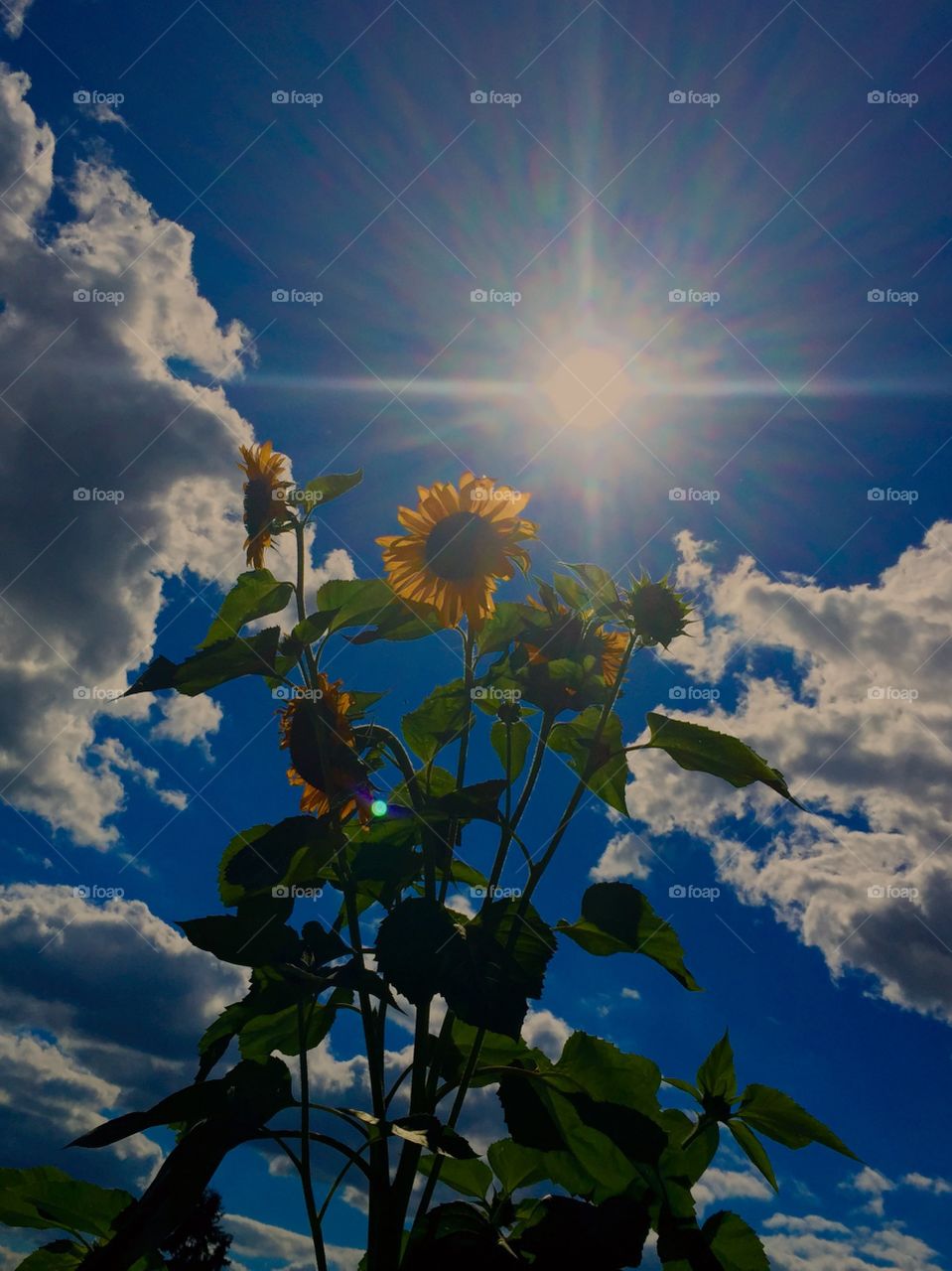 Sunny sunlit sunflowers 