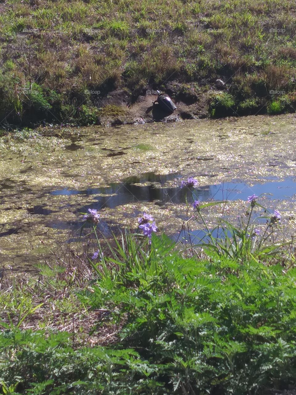 turtle pond