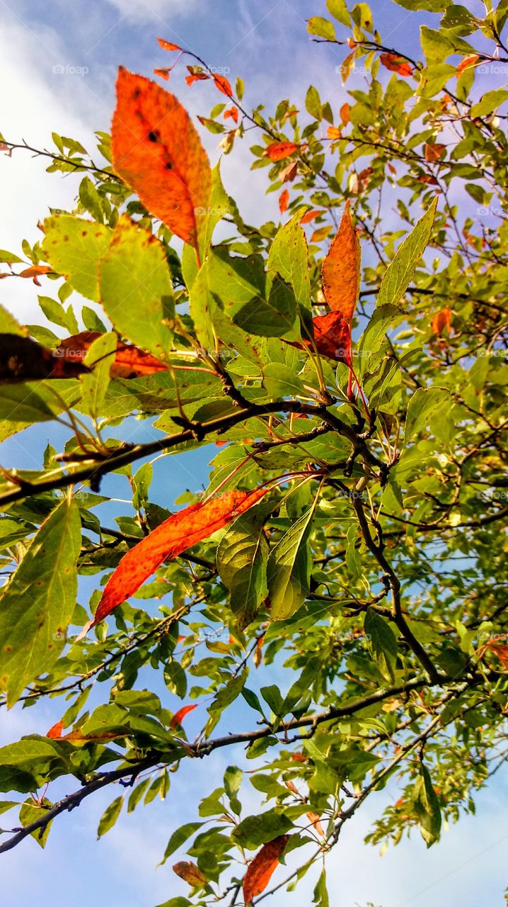 Changing leaves already!