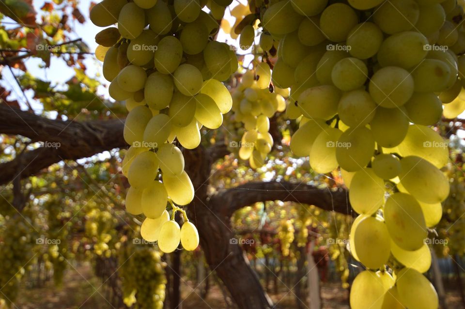 white grapes hanging on the branches of the vine in the grape plantation berries shine through the sun's rays