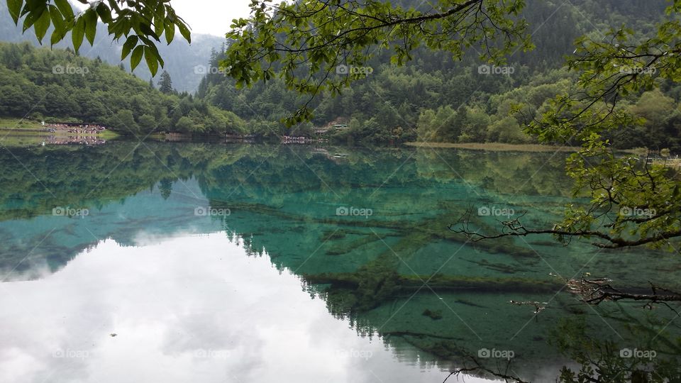 Transparent lake and green forest