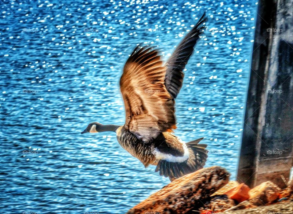 Goose flying at Regatta Park Oklahoma City, OK