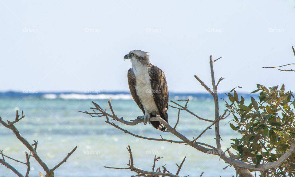 Osprey rests on a tree in the mangroves of Wadi Lahami. Not many people are aware of the mangroves south of Mars Alam. Birdwatching is very good here all year round and especially interesting in the winter when many European birds migrate here. 